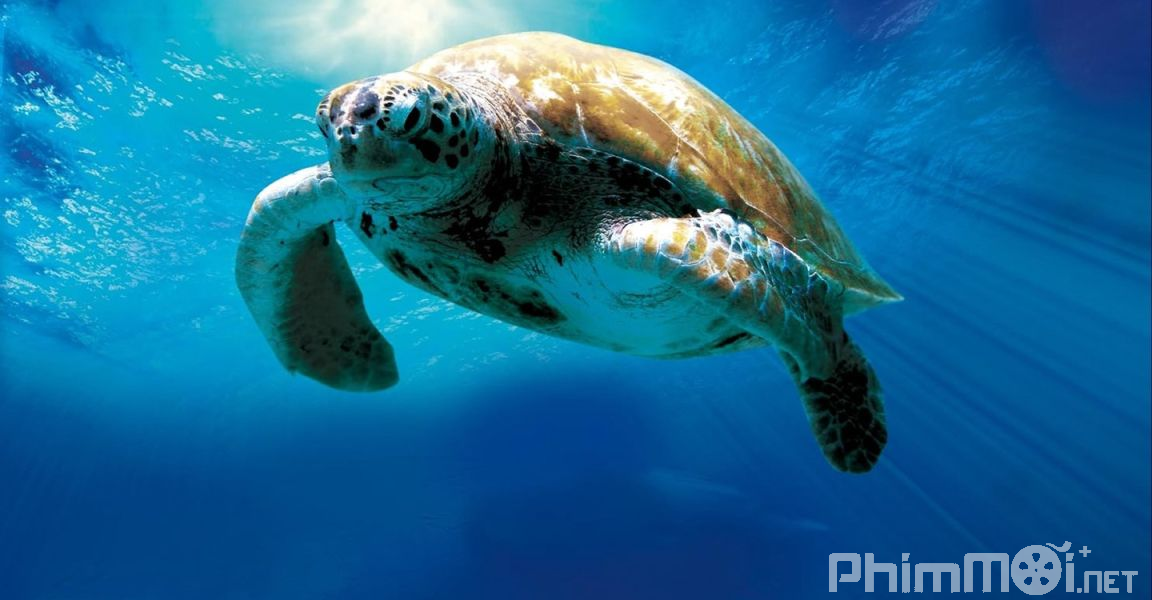 Hành Trình Vĩ Đại Của Loài Rùa - Turtle: The Incredible Journey